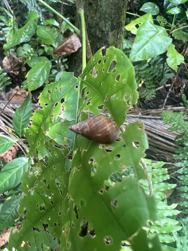 Palaopartula thetis observed 2023-08-19