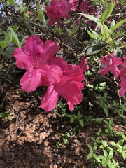 Rhododendron indicum