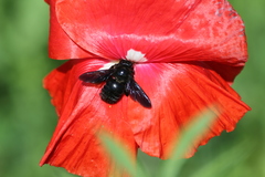 Xylocopa strandi