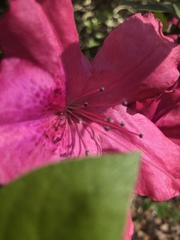 Rhododendron indicum