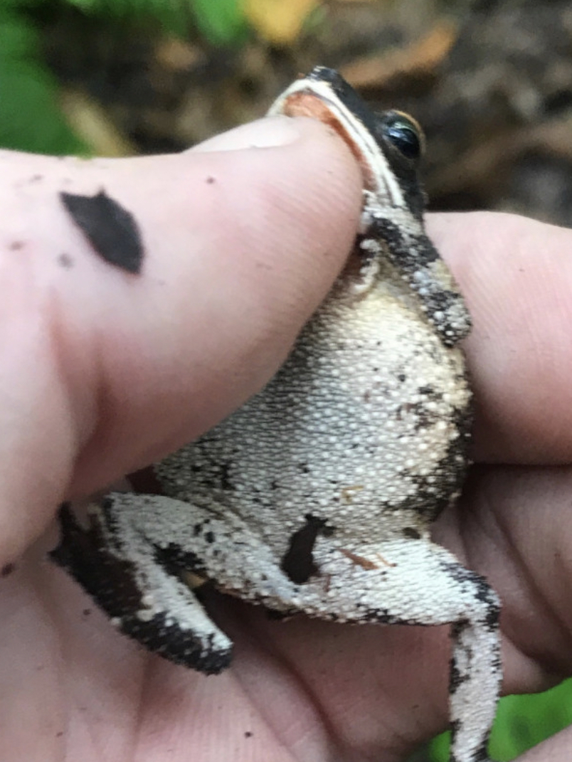 Mrora Forest Toad photo 2