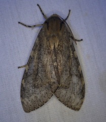 Pseudohemihyalea labecula