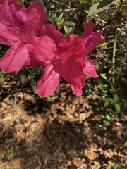 Rhododendron indicum