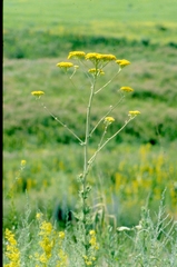 Handelia trichophylla