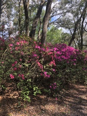 Rhododendron indicum