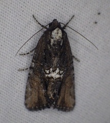 Bryolymnia semifascia
