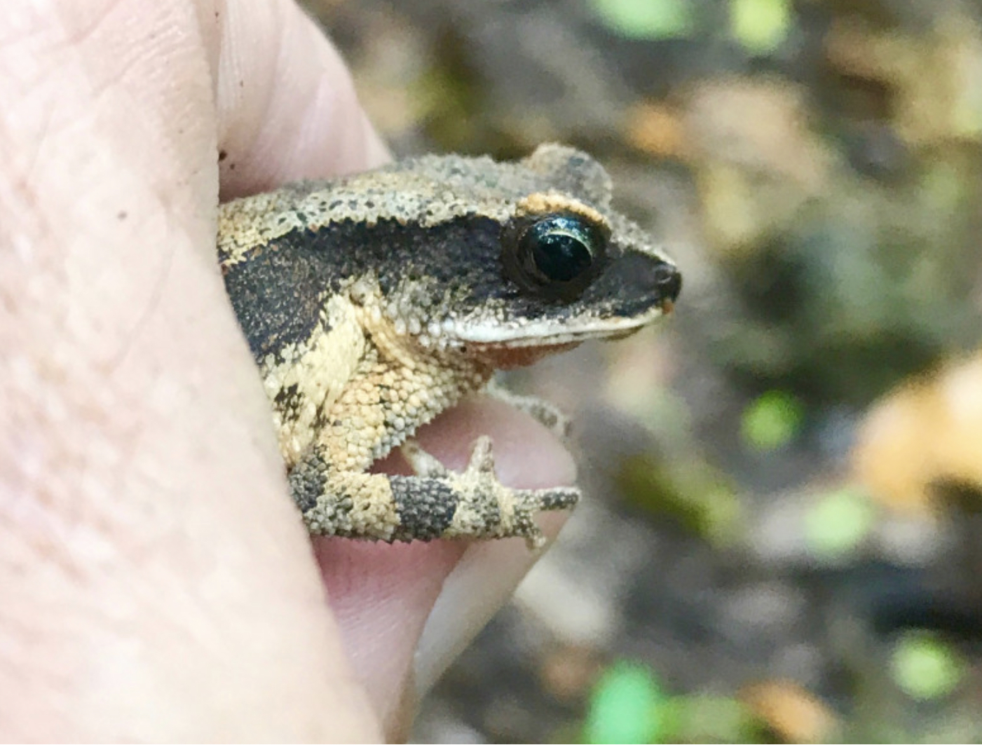 Mrora Forest Toad photo 3