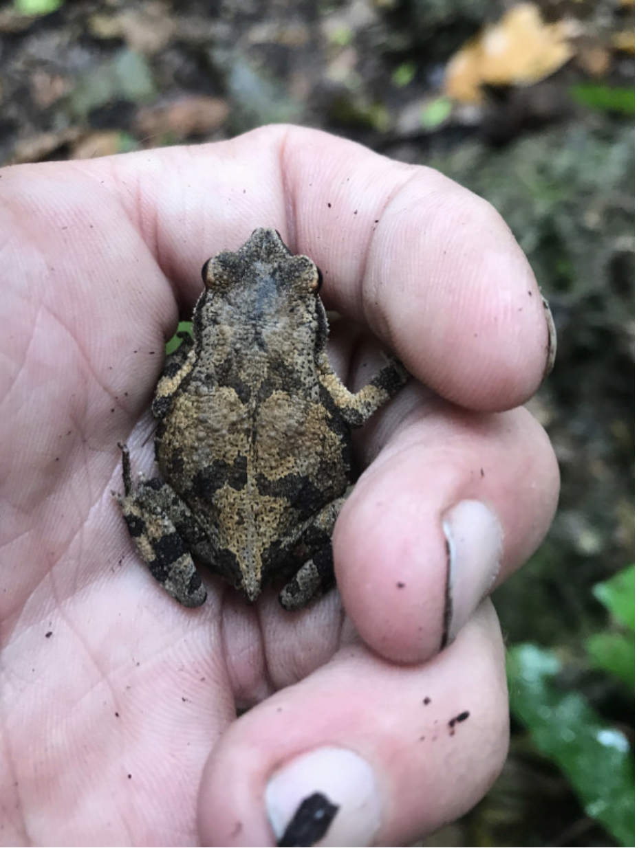 Mrora Forest Toad photo 4