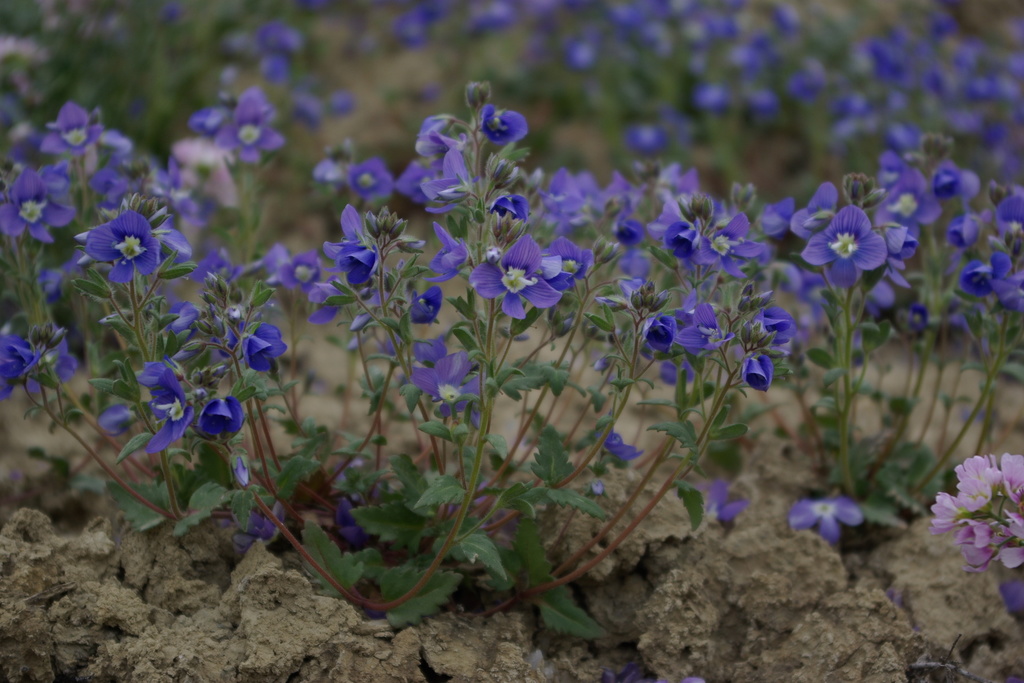 Veronica amoena