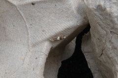 Recurvaria leucatella