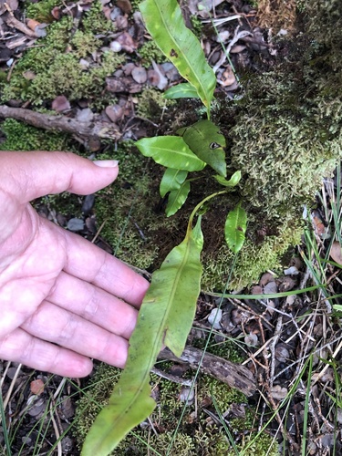 Elaphoglossum parvisquameum, 2023-08-30