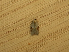 Acleris sparsana