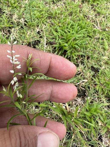 Polygala paniculata observed 2023-08-28