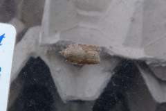 Acleris sparsana