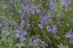 Veronica multifida