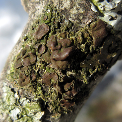 Melanohalea septentrionalis