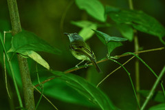 Oncostoma cinereigulare