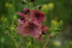 Verbascum flavidum