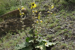 Verbascum formosum