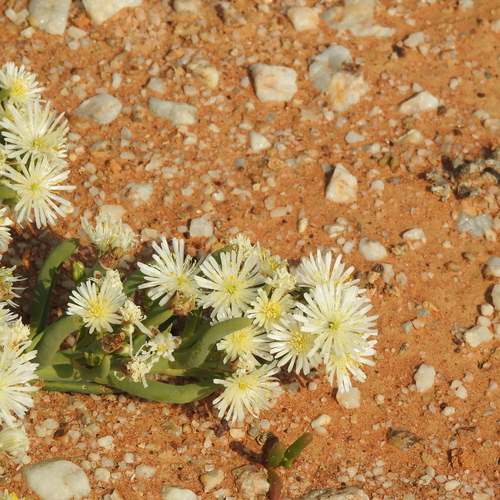 Image of Mesembryanthemum rapaceum by (c) Noeleen du Toit, some rights reserved (CC BY-SA)