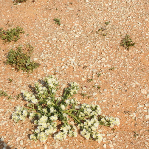 Image of Turnip Ashbush (Mesembryanthemum rapaceum) by (c) Noeleen du Toit, some rights reserved (CC BY-SA)