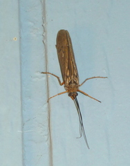 Dicosmoecinae