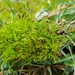 Hygroamblystegium varium - Photo (c) Suzanne, algunos derechos reservados (CC BY-NC), subido por Suzanne