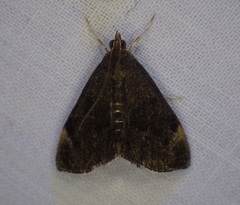 Pyrausta niveicilialis