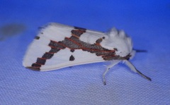 Euerythra phasma