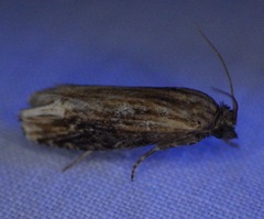 Eucosma rusticana