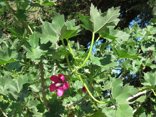 Malva assurgentiflora