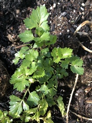 Petroselinum crispum