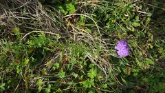 Glandularia aristigera