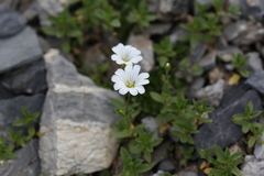 Cerastium polymorphum