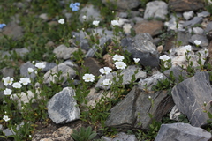 Cerastium polymorphum