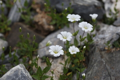 Cerastium polymorphum