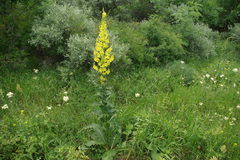 Verbascum pyramidatum