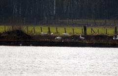 Anser anser domesticus