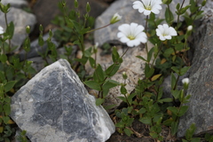Cerastium polymorphum