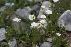 Cerastium polymorphum