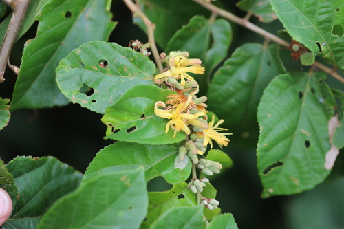 Grewia carpinifolia