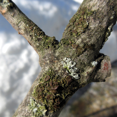 Melanohalea septentrionalis