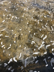 Charophyta