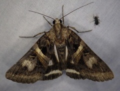 Drasteria grandirena