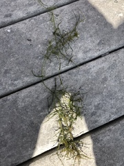 Charophyta
