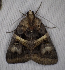 Drasteria grandirena