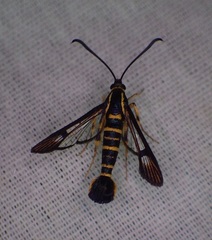 Synanthedon arkansasensis
