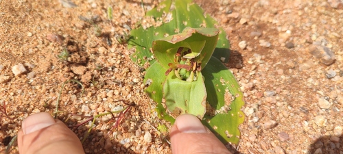 Androcymbium walteri