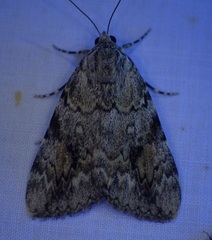 Catocala amica