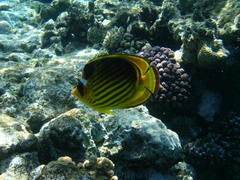 Chaetodon fasciatus